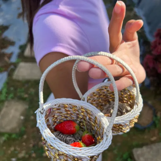 TravelToPH - Экскурсии / Туры - Клубничная Экоферма де Кантипла - Сад Бувакан ни Алехандра - Лейквью Ле Жардин | VC-SCEFBALLJ-D1