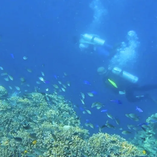 TravelToPH - Экскурсии / Туры - Остров Памилакан (сноркелинг) | VB-PI-D1