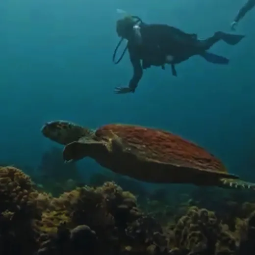 TravelToPH - Экскурсии / Туры - Дайвинг на Боракай | VB-DIB-D1