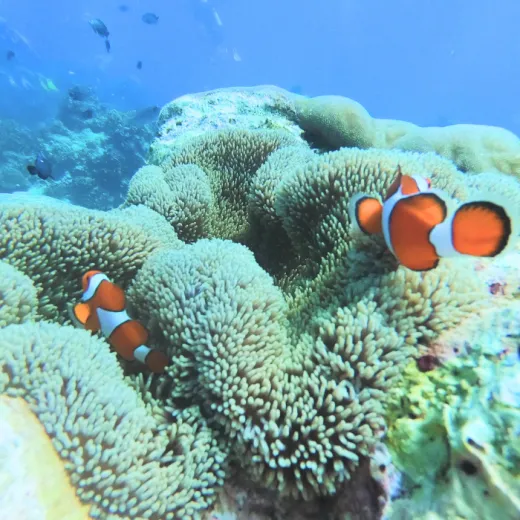 TravelToPH - Экскурсии / Туры - Дайвинг на Боракай | VB-DIB-D1