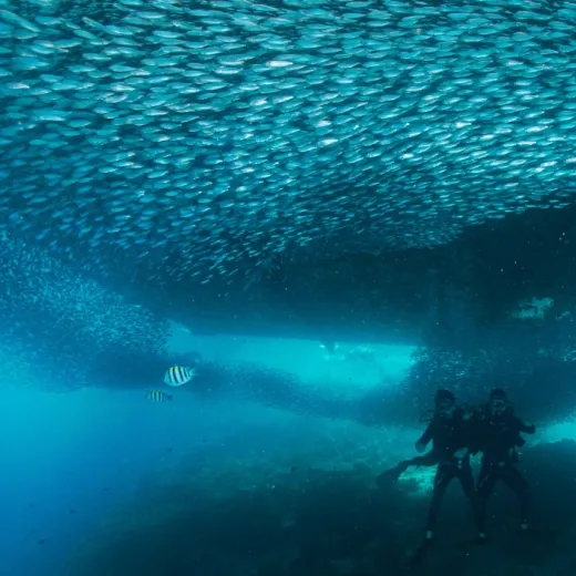 TravelToPH - Экскурсии / Туры - Экскурсия по острову Панглао: пещера Хинагданан - риф Напалинг - кафе Зары - южная ферма Панглао, Музей ракушек Нова - Норт Зен Виллас | VB-PIEHNRSFNBZN-D1