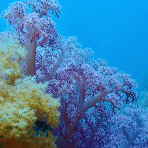 TravelToPH - Экскурсии / Туры - Cноркелинг и дайвинг на острове Гато | VM-GISDT-D1