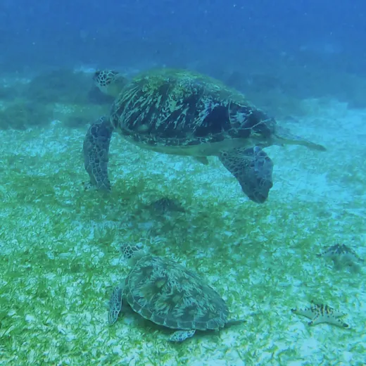 TravelToPH - Экскурсии / Туры - Остров Памилакан (сноркелинг) | VB-PI-D1