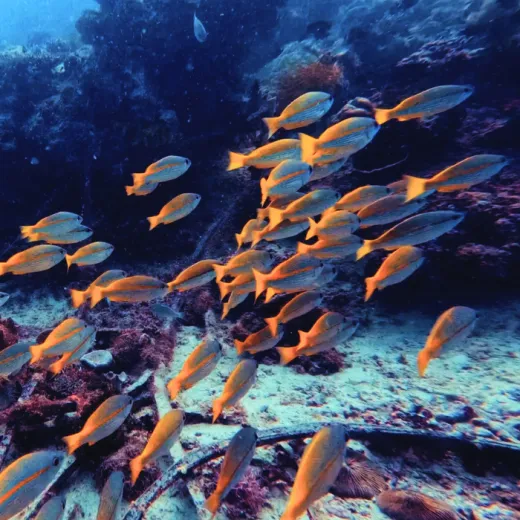 TravelToPH - Экскурсии / Туры - Остров Памилакан (сноркелинг) | VB-PI-D1