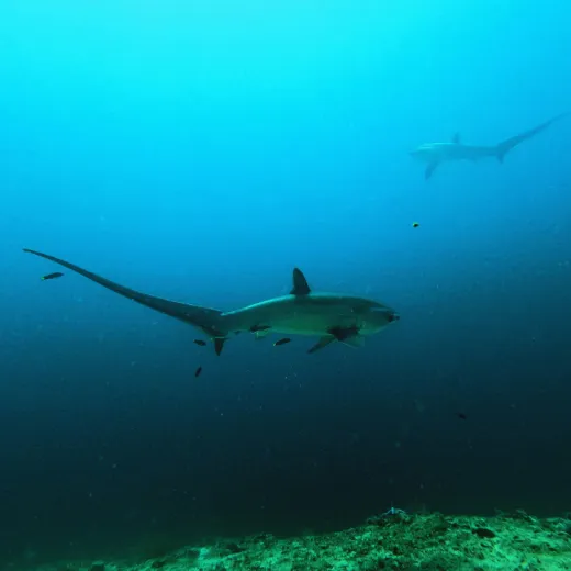 TravelToPH - Экскурсии / Туры - Дайвинг-тур с лисими акулами: Monad Shoal | VM-TSDTMS-D1