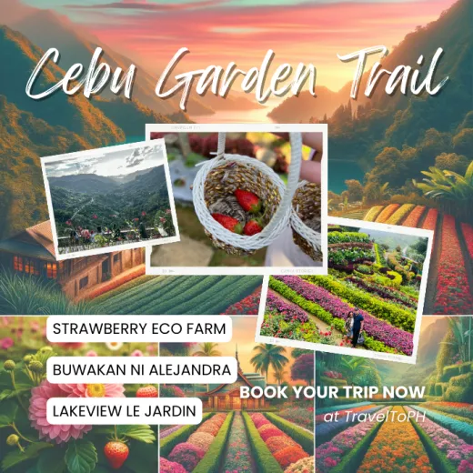 TravelToPH - Экскурсии / Туры - Клубничная Экоферма де Кантипла - Сад Бувакан ни Алехандра - Лейквью Ле Жардин | VC-SCEFBALLJ-D1