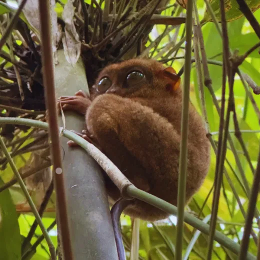 TravelToPH - Экскурсии / Туры - Заповедник Philippine Tarsier - пещера Гуаон - приключенческий парк Данао | VB-PTSGCDAP-D1