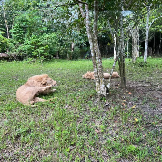 TravelToPH - Экскурсии / Туры - Город Данао - Сафари Парк Себу | VC-DCCSAP-D1