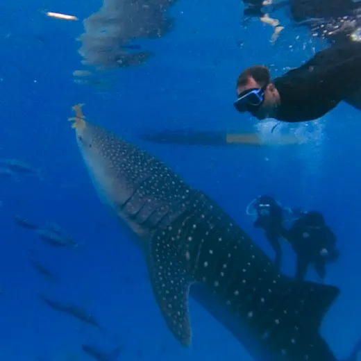 TravelToPH - Экскурсии / Туры - Плавание с Китовыми Акулами в Ослоб | VC-WSW-D1