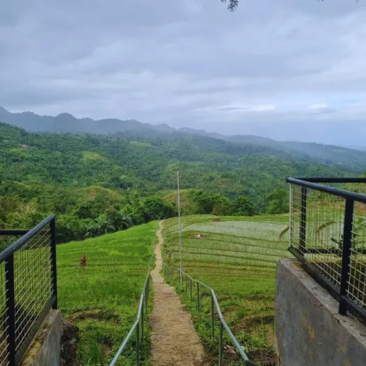 TravelToPH - Экскурсии / Туры - Плавание с китовыми акулами в Тауге на Бохоле - рисовые террасы Кадапдапан - наблюдение за светлячками в Лоае | VB-TWSWBCRTLF-D1