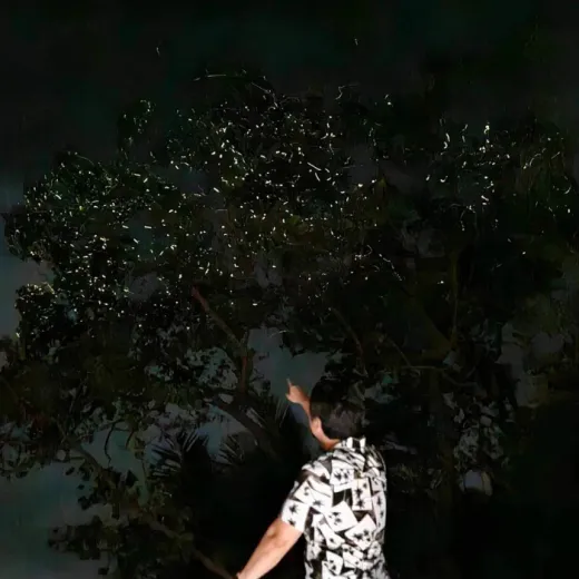 TravelToPH - Экскурсии / Туры - Плавание с китовыми акулами в Тауге на Бохоле - рисовые террасы Кадапдапан - наблюдение за светлячками в Лоае | VB-TWSWBCRTLF-D1