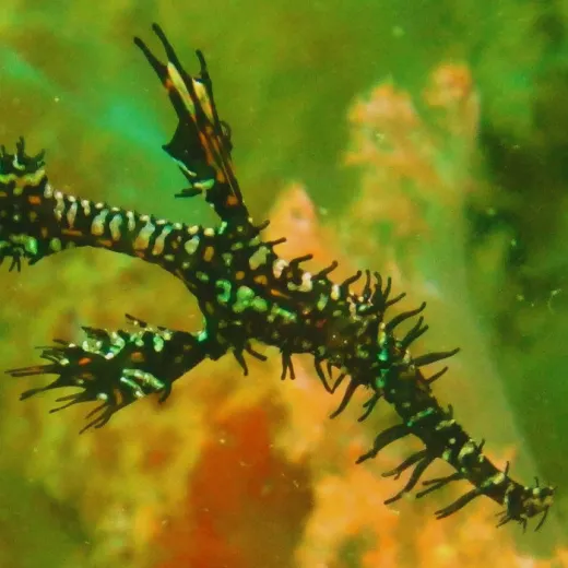 TravelToPH - Экскурсии / Туры - Cноркелинг и дайвинг на острове Гато | VM-GISDT-D1