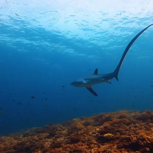 TravelToPH - Экскурсии / Туры - Дайвинг-тур с лисими акулами: Monad Shoal | VM-TSDTMS-D1