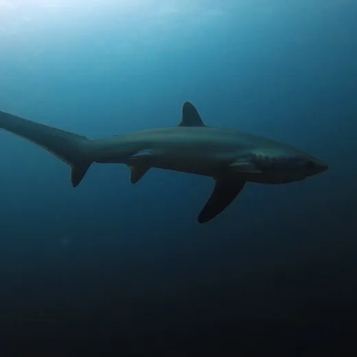 TravelToPH - Экскурсии / Туры - Дайвинг-тур с лисими акулами: Monad Shoal | VM-TSDTMS-D1