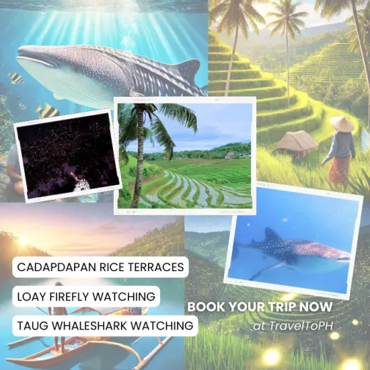 TravelToPH - Экскурсии / Туры - Плавание с китовыми акулами в Тауге на Бохоле - рисовые террасы Кадапдапан - наблюдение за светлячками в Лоае | VB-TWSWBCRTLF-D1