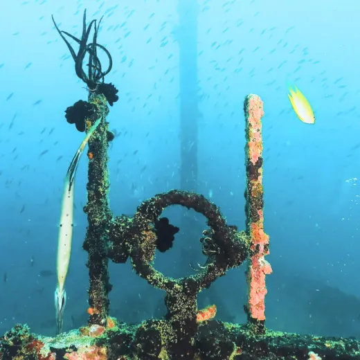 TravelToPH - Экскурсии / Туры - Дайвинг на Боракай | VB-DIB-D1