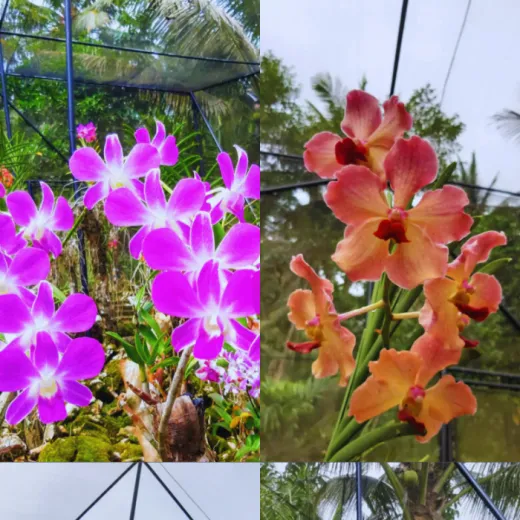 TravelToPH - Экскурсии / Туры - Экологический тур по острову Панай: арборетум и экопарк Пандан - пещера Пангихан - курорт холодного источника Хуром-Хуром - водопады Джаваили | VB-PIETPAEPPCHHCSRJF-D1 TravelToPH - Экскурсии / Туры - Экологический тур по острову Панай: арборетум и экопарк Пандан - пещера Пангихан - курорт холодного источника Хуром-Хуром - водопады Джаваили | VB-PIETPAEPPCHHCSRJF-D1