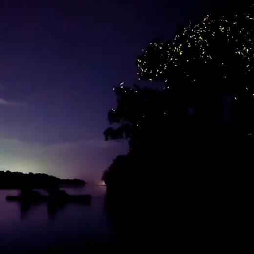 TravelToPH - Экскурсии / Туры - Наблюдение за светлячками в мангровых лесах Марибохока | VB-MMFW-D1