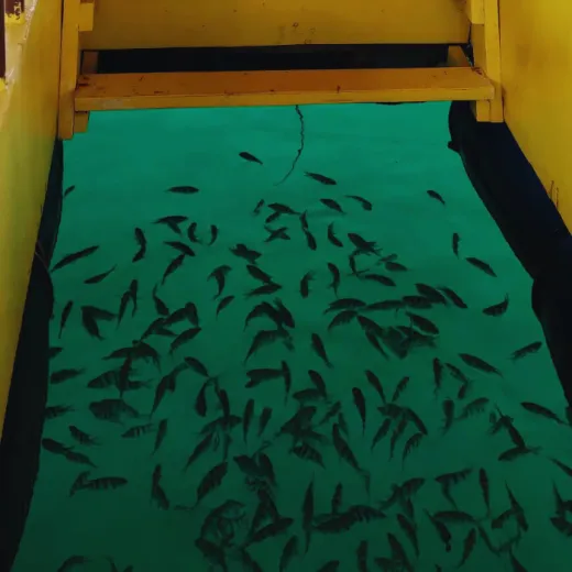 TravelToPH - Экскурсии / Туры - Однодневный тур на остров Таблас из Боркая: курорт Вилла М – рыболовный заповедник Лоок – Голубая дыра | VB-ODTTIFBVMRLFSBH-D1