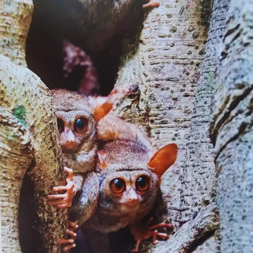 TravelToPH - Экскурсии / Туры - Заповедник Philippine Tarsier - пещера Гуаон - приключенческий парк Данао | VB-PTSGCDAP-D1