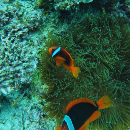 TravelToPH - Экскурсии / Туры - Тур на парусной лодке Paraw вокруг Панглао | VB-PSTAP-D1