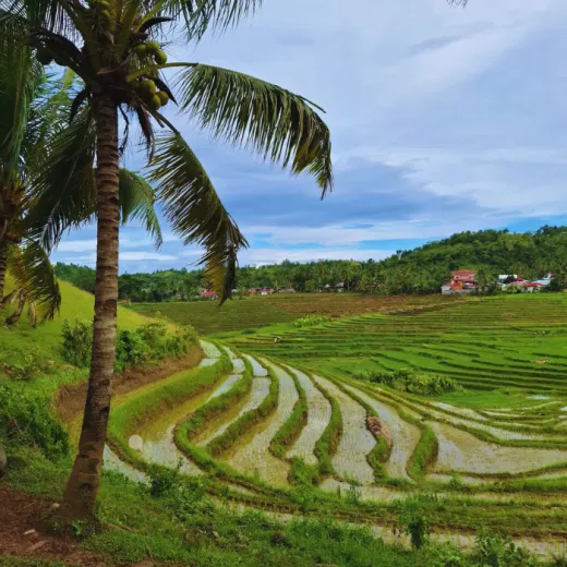 TravelToPH - Экскурсии / Туры - Плавание с китовыми акулами в Тауге на Бохоле - рисовые террасы Кадапдапан - наблюдение за светлячками в Лоае | VB-TWSWBCRTLF-D1