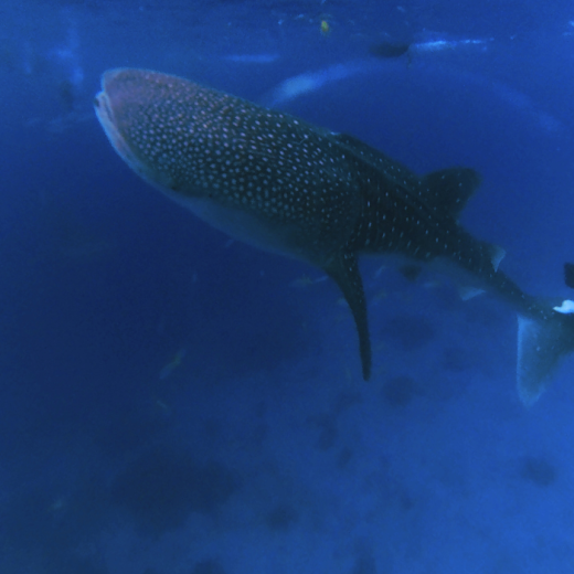 TravelToPH - Экскурсии / Туры - Плавание с Китовыми Акулами в Ослобе - Каньонинг на водопадах Кавасан - Дайвинг с Сардинами в Моалбоал | VC-WSWOKFCDSM-D1