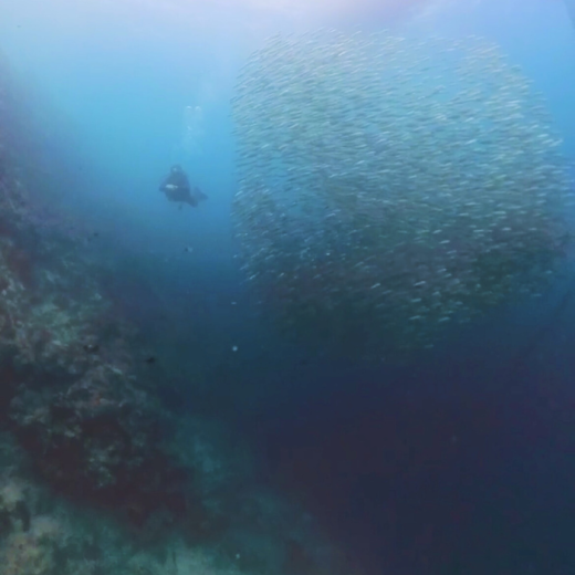 TravelToPH - Экскурсии / Туры - Плавание с Китовыми Акулами в Ослобе - Каньонинг на водопадах Кавасан - Дайвинг с Сардинами в Моалбоал | VC-WSWOKFCDSM-D1