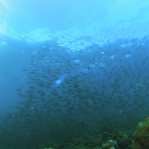 TravelToPH - Экскурсии / Туры - Плавание с Китовыми Акулами в Ослобе - Каньонинг на водопадах Кавасан - Дайвинг с Сардинами в Моалбоал | VC-WSWOKFCDSM-D1