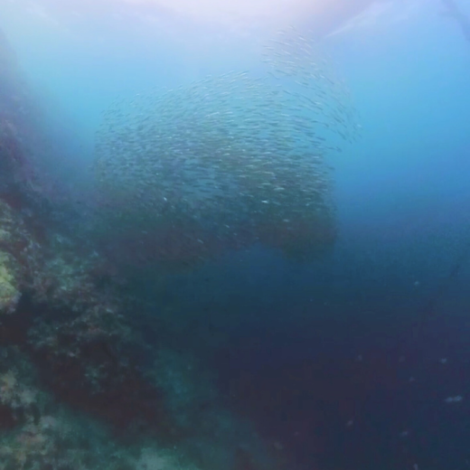 TravelToPH - Экскурсии / Туры - Плавание с Китовыми Акулами в Ослобе - Каньонинг на водопадах Кавасан - Дайвинг с Сардинами в Моалбоал | VC-WSWOKFCDSM-D1