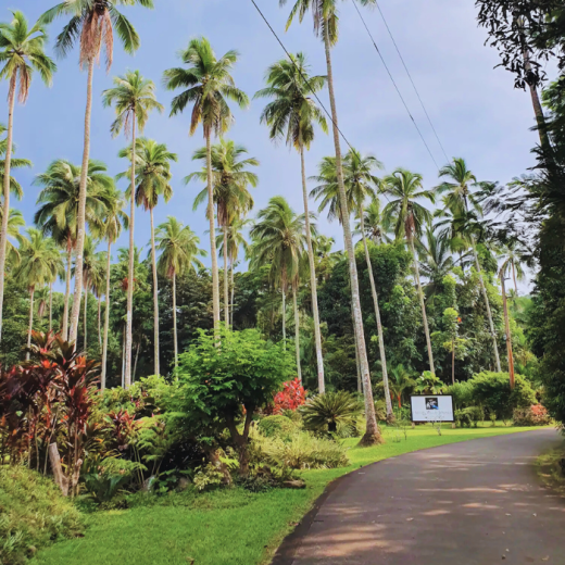 TravelToPH - Экскурсии / Туры - Затерянная долина. Экскурсия из Манилы. | LM-HVSTFM-D1