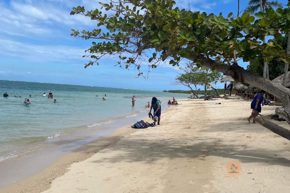 Остров Каури | LP-CI Остров Каури | LP-CI